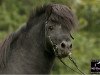 Deckhengst Ivan M. (Shetland Pony, 1995, von Indio)