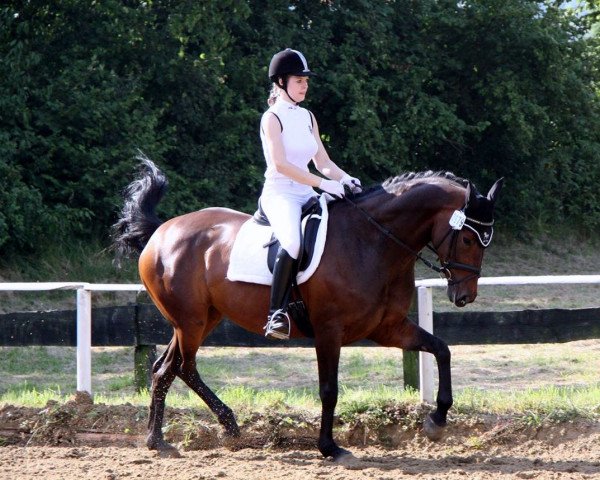 dressage horse Jolie (Hanoverian, 2006, from Worldly I)