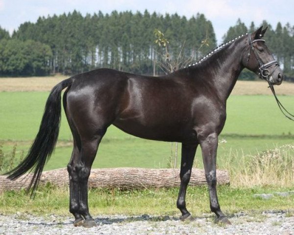 broodmare Nashi (Oldenburg, 2009)