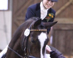 dressage horse Romeo 342 (Hanoverian, 1996, from Regazzoni)