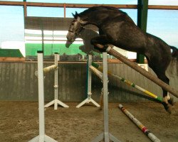 jumper Call me Roger (Oldenburg show jumper, 2009, from Califax)