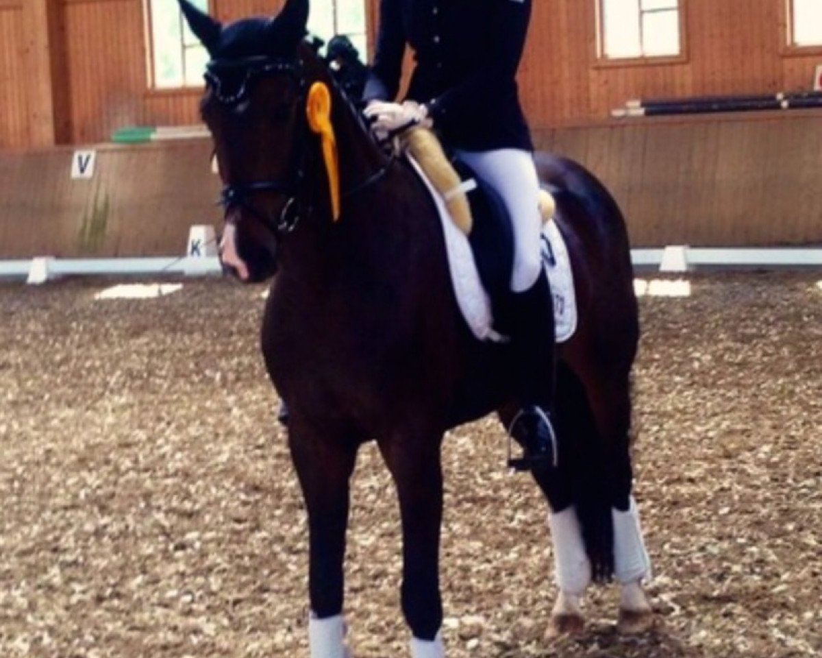 Dressurpferd Fiona la Douce (Hannoveraner, 2009, von Fidertanz)