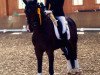 dressage horse Fiona la Douce (Hanoverian, 2009, from Fidertanz)