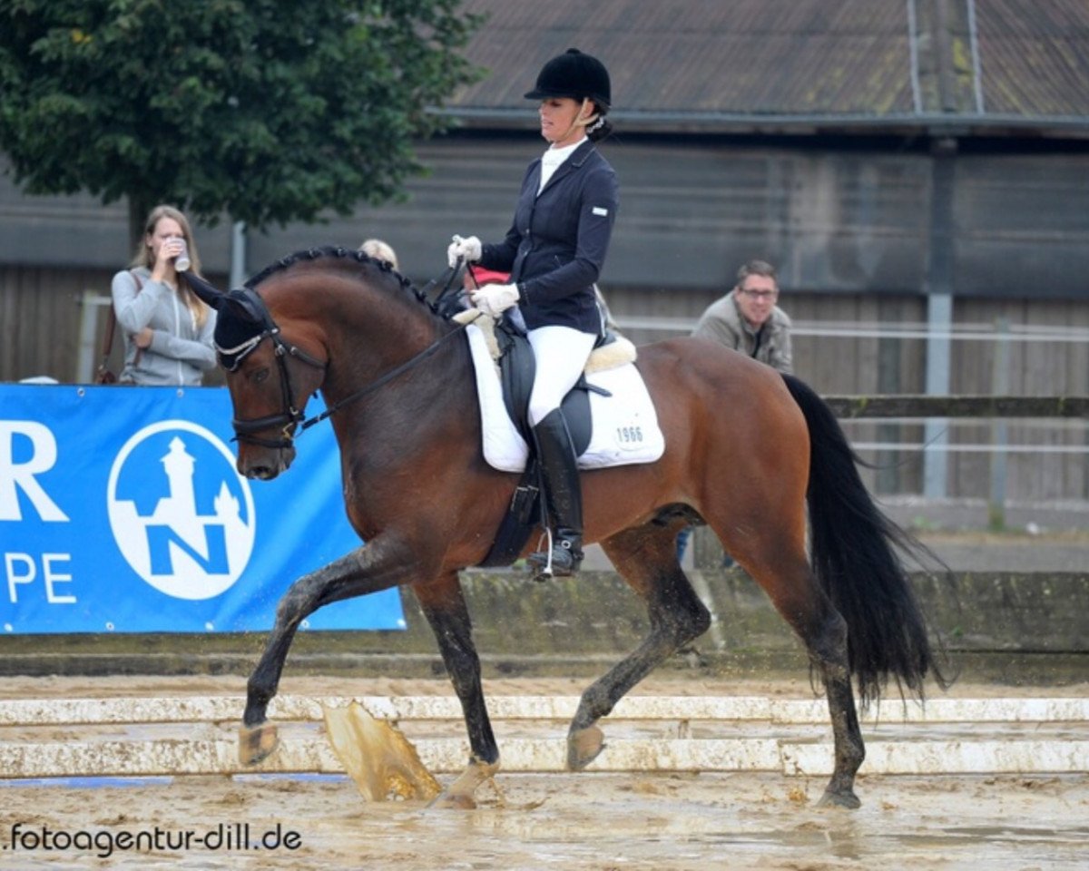 Deckhengst Vacilion (Oldenburger Springpferd, 2008, von Verdi)