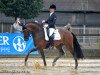 stallion Vacilion (Oldenburg show jumper, 2008, from Verdi)