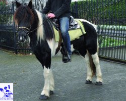 broodmare Tinker-Stute (Tinker / Irish Cob / Gypsy Vanner, 2008)