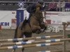 jumper Flyer 18 (Belgian Warmblood, 2005, from Heartbreaker)