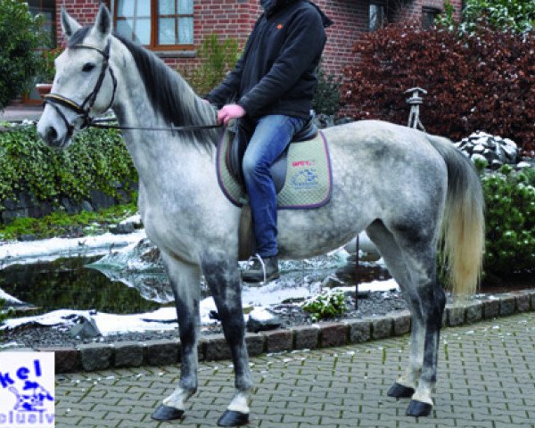 horse Pöher (Hungarian Warmblood, 2009)