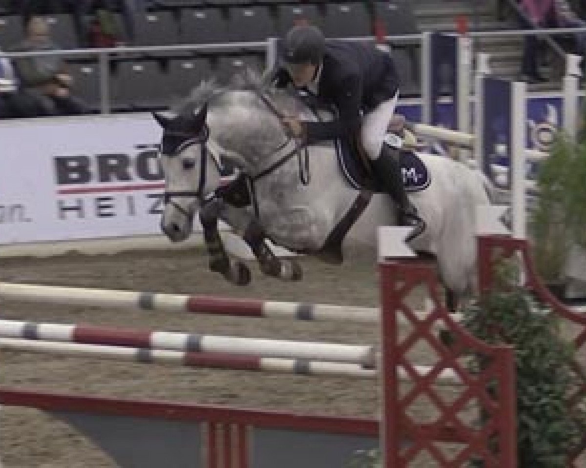 Deckhengst Quenaro (Holsteiner, 2003, von Querida 35)