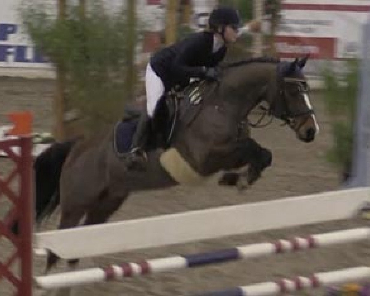 jumper Leopold (German Riding Pony, 2004, from Laudatio)