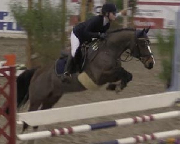 jumper Leopold (German Riding Pony, 2004, from Laudatio)