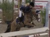 jumper Amacho 2 (German Riding Pony, 2004, from Avalon N)