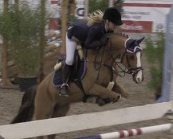 jumper Amacho 2 (German Riding Pony, 2004, from Avalon N)