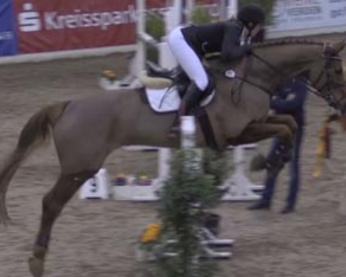 Springpferd Don Aristides (Bayer, 2005, von Don Argentinus)