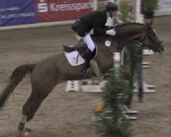 jumper El Torro 18 (Hanoverian, 2004, from Earl)