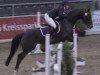 jumper Coco-Waleska (Hanoverian, 2009, from Contendros Bube)