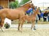 jumper Miss Bellini (Hanoverian, 2009, from Monte Bellini)