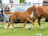 jumper Goldthaler S (Hanoverian, 2012, from Goldfever 3)