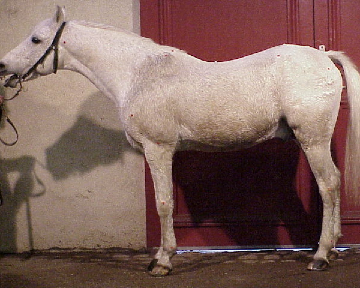 stallion Kalem ox (Arabian purebred, 1976, from Negus II ox)