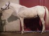 stallion Kalem ox (Arabian thoroughbred, 1976, from Negus II ox)