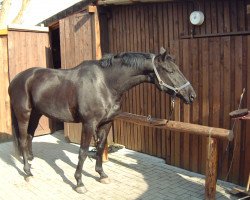 horse High and Dry 2 (Hanoverian, 1999, from Hohenstein I)