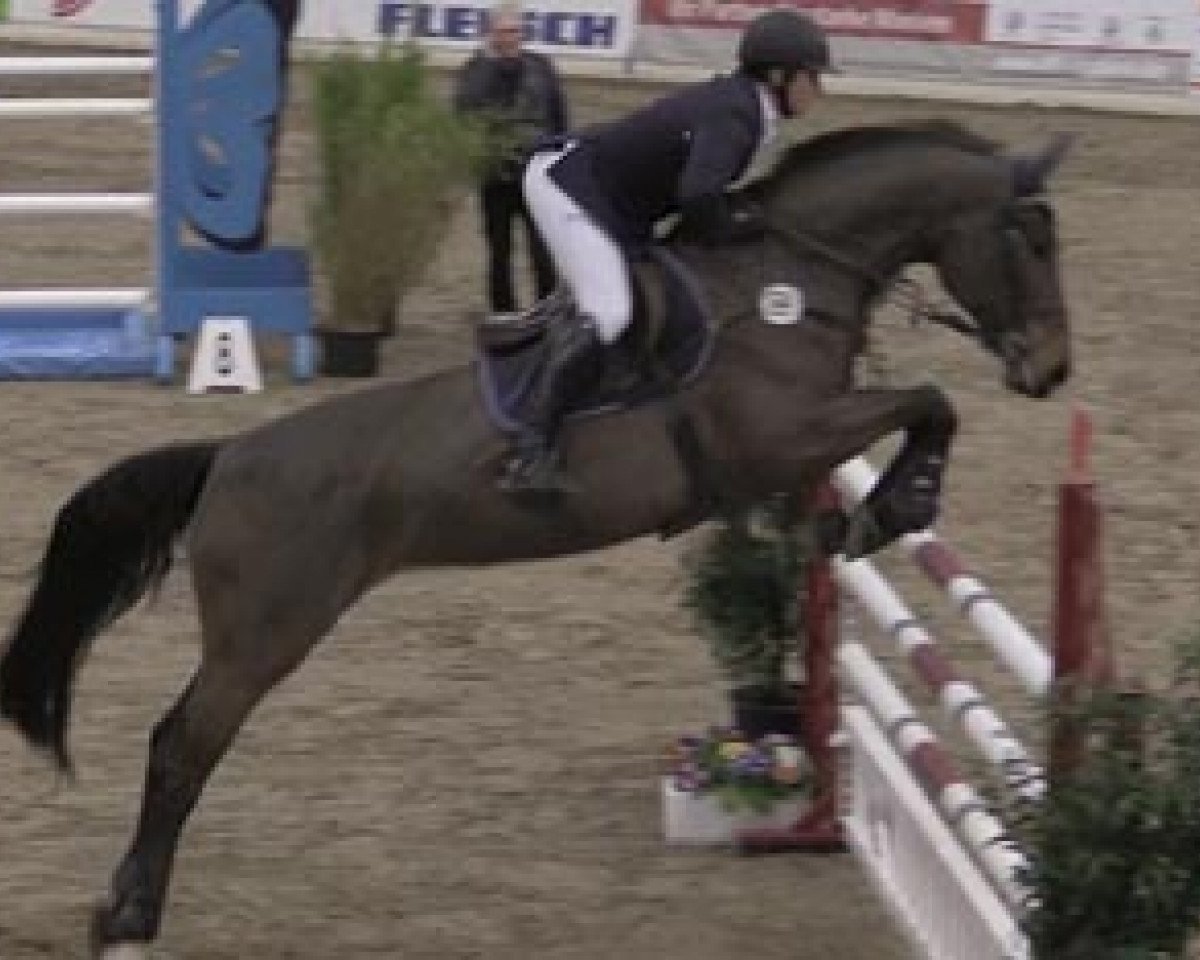 jumper Clementine Rs (Hanoverian, 2007, from Catoki)