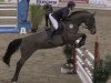 jumper Clementine Rs (Hanoverian, 2007, from Catoki)