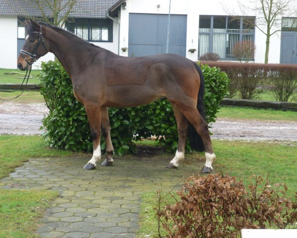 dressage horse Christiano 8 (Hanoverian, 2009, from Christ)
