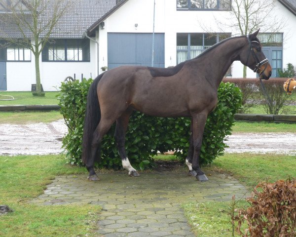 dressage horse Dario D (Hanoverian, 2010, from De Niro)