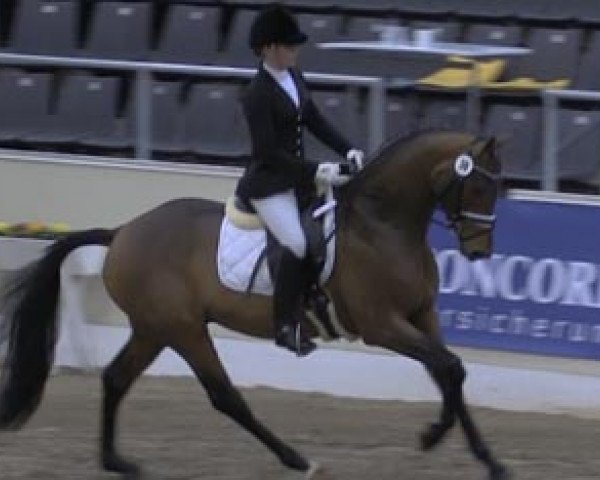 dressage horse Baltic (Hanoverian, 2011, from Belissimo NRW)