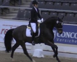 dressage horse Sterley 2 (Hanoverian, 2011, from Scolari)