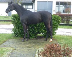 horse Hengst von Houston (Westphalian, 2012, from Houston)