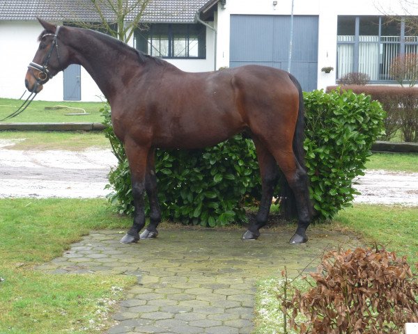 dressage horse Richelieu 46 (Hanoverian, 2005, from Romancero H)