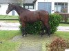 dressage horse Richelieu 46 (Hanoverian, 2005, from Romancero H)