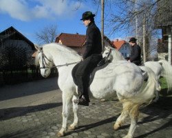 Pferd 648 Neapolitano Trompeta II (Slowenisches Warmblut, 2008, von Neapolitano Monteaura XIX 209)