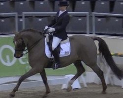 dressage horse Flashdance 36 (Rhinelander, 1990, from Freigraf)