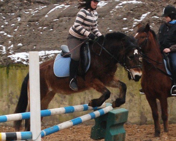 broodmare Luna (Kleines Deutsches Pony, 2004)