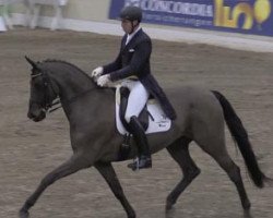 dressage horse Don Mardeba (Hanoverian, 2002, from Don Frederico)