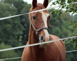 horse Fernando 648 (Bavarian, 2001, from Fortino)