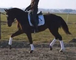 dressage horse Penny Luck (Bavarian, 2009, from Franz Joseph)