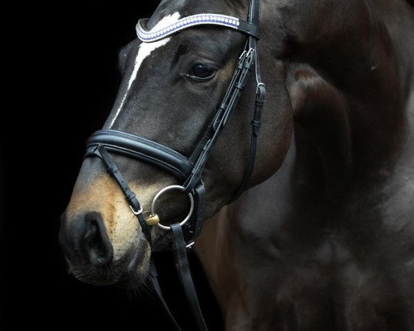 dressage horse Donna Doria (Oldenburg, 2011, from Dancing Hit)