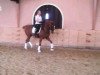 dressage horse Don Carino GML (Hanoverian, 2002, from De Niro)