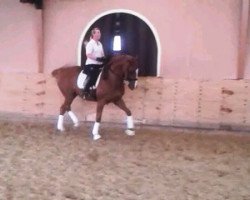 dressage horse Don Carino GML (Hanoverian, 2002, from De Niro)