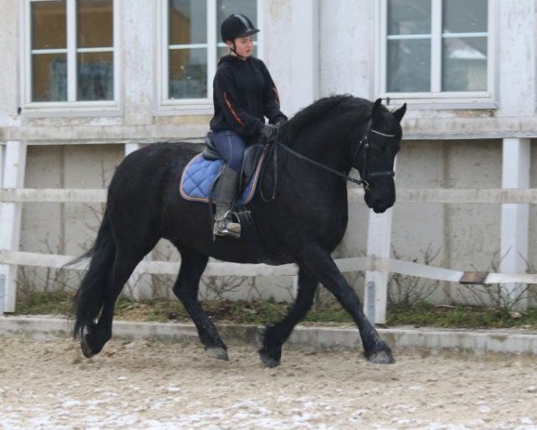 broodmare Meike (Friese, 2004, from Olrik)