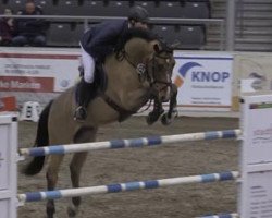 jumper Lanimo (Oldenburg show jumper, 2005, from Larino)