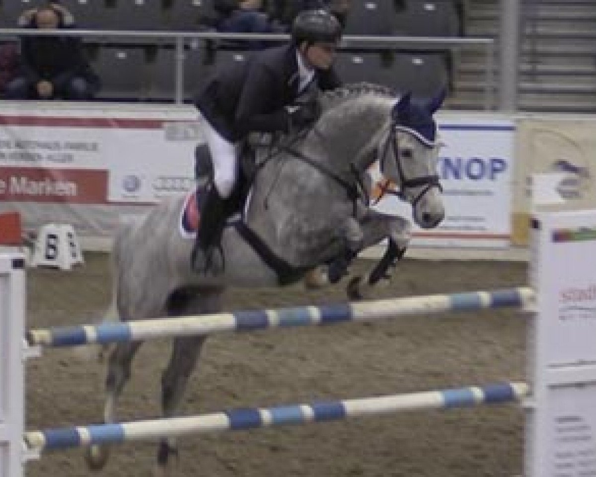 jumper La Cross (Holsteiner, 2005, from Ladas)
