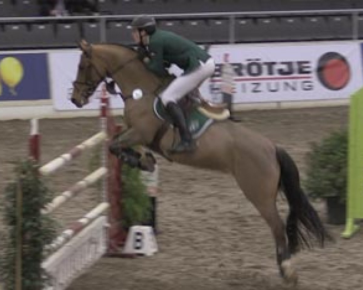 broodmare Oak Grove's Beyrouth (KWPN (Royal Dutch Sporthorse), 2004, from Berlin)