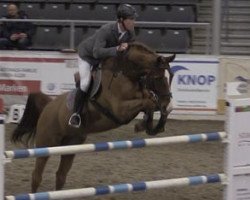 jumper Con Moto Crazy Cato (Hanoverian, 2005, from Calido I)