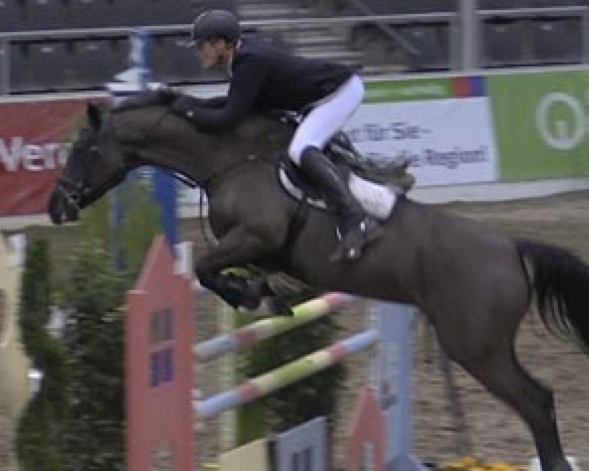 broodmare Equifit Cashgirl 5 (Holsteiner, 2005, from Casall Ask)