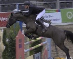 Zuchtstute Equifit Cashgirl 5 (Holsteiner, 2005, von Casall)